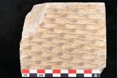 Foto (Detailansicht) von Lepidodendron sp.  (NHMW-GEO-2024-0188-11169)